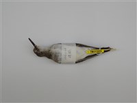 藏品(磯鷸)的圖片